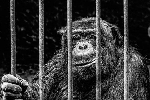 ape-256420_640 – kopija 570.jpg