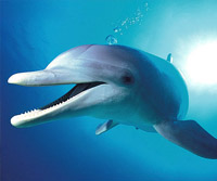 delfin.jpg